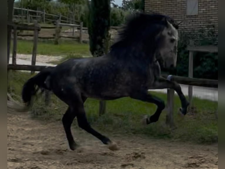 PRE Mix Hengst 6 Jaar 170 cm Wit in Morcone