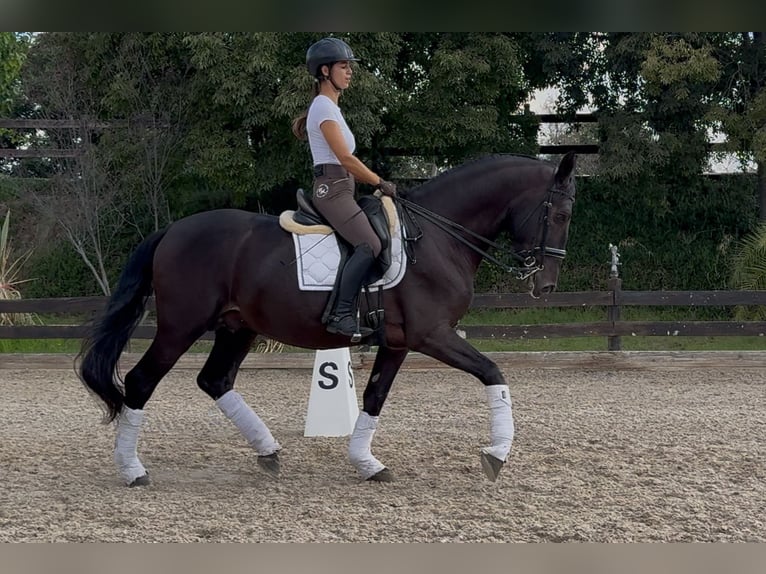 PRE Mix Hengst 6 Jaar 170 cm Zwart in Santa Perpetua de Mogoda