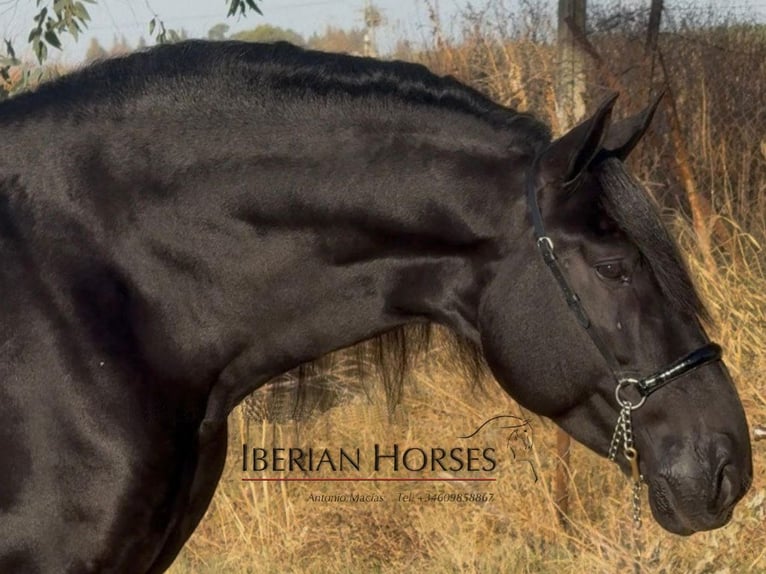 PRE Mix Hengst 6 Jaar 170 cm Zwart in Navas Del Madroño PRE Mix Hengst 6 Jaar 170 cm Zwart in Navas Del Madroño
