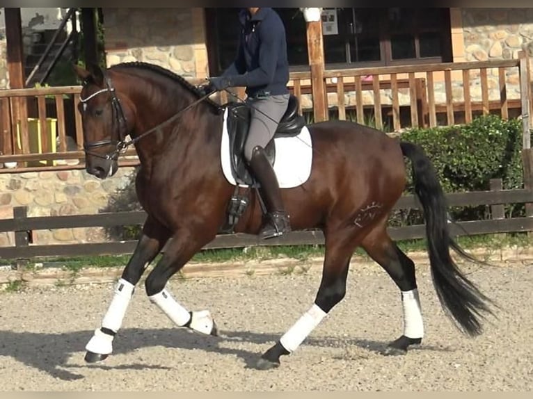 PRE Mix Hengst 6 Jaar 171 cm Bruin in Barcelona