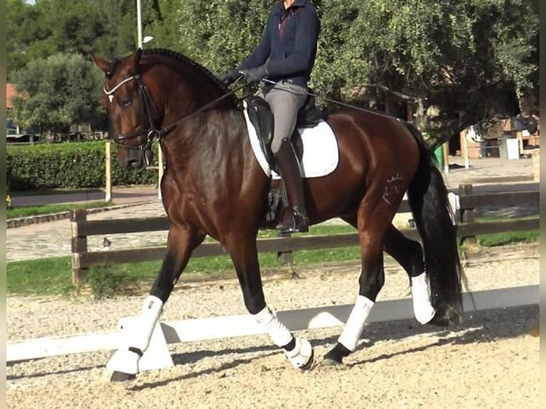 PRE Mix Hengst 6 Jaar 171 cm Bruin in Barcelona