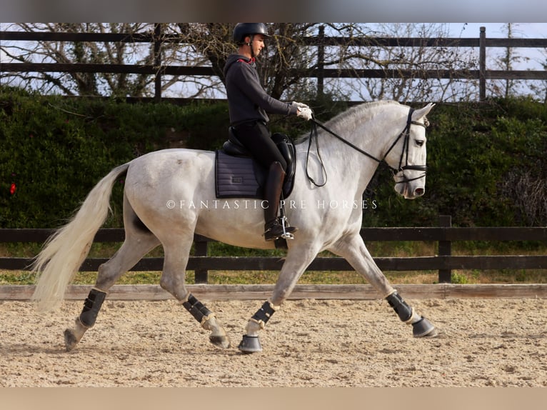 PRE Mix Hengst 6 Jaar 171 cm Schimmel in Santa Perpetua de Mogoda