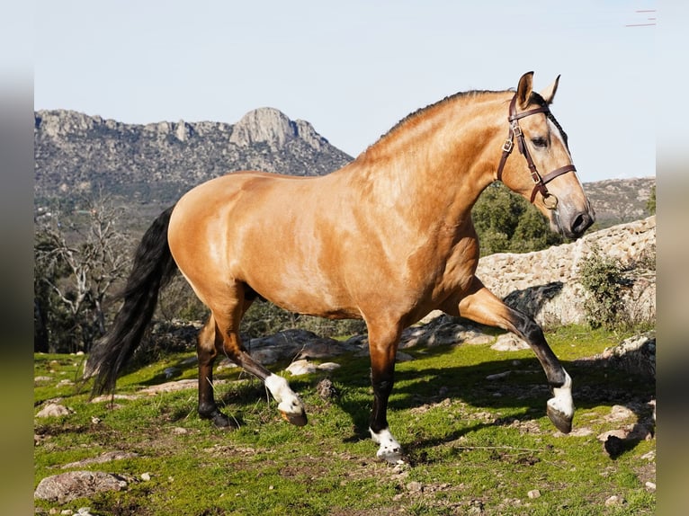 PRE Mix Hengst 6 Jaar 172 cm Buckskin in La Cabrera