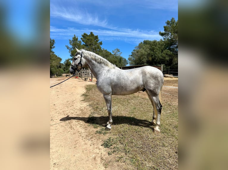 PRE Hengst 6 Jaar 172 cm Schimmel in Algaida