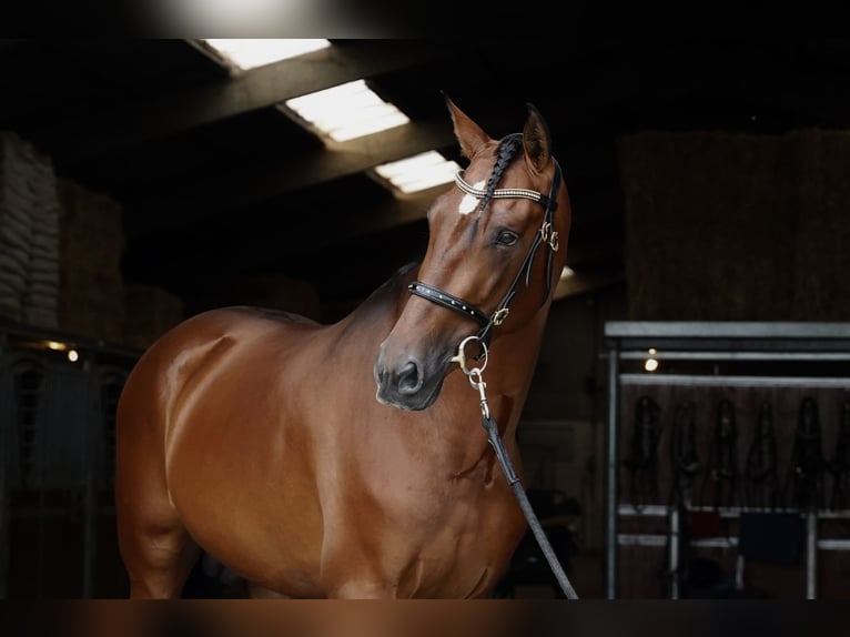 PRE Hengst 6 Jaar 173 cm Lichtbruin in HEUVELLAND