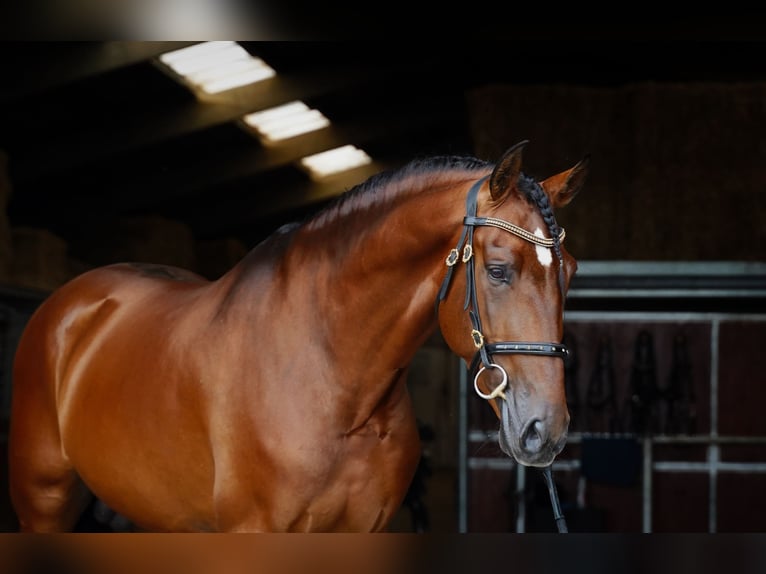 PRE Hengst 6 Jaar 173 cm Lichtbruin in HEUVELLAND