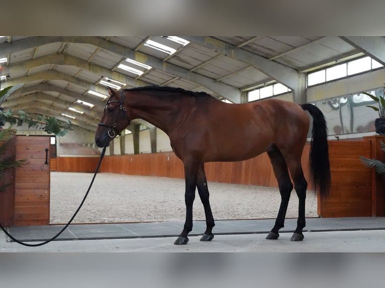 PRE Hengst 6 Jaar 173 cm Lichtbruin in HEUVELLAND