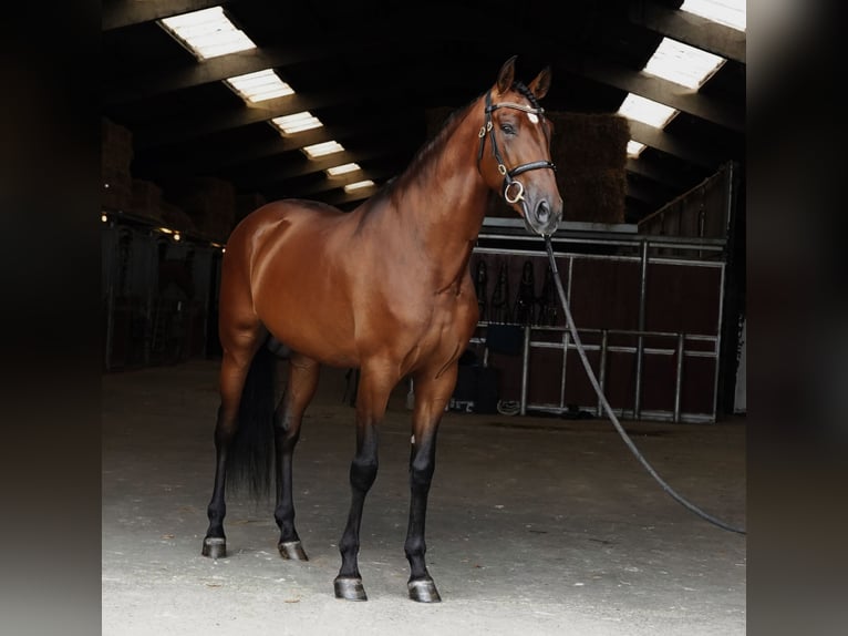 PRE Hengst 6 Jaar 173 cm Lichtbruin in HEUVELLAND