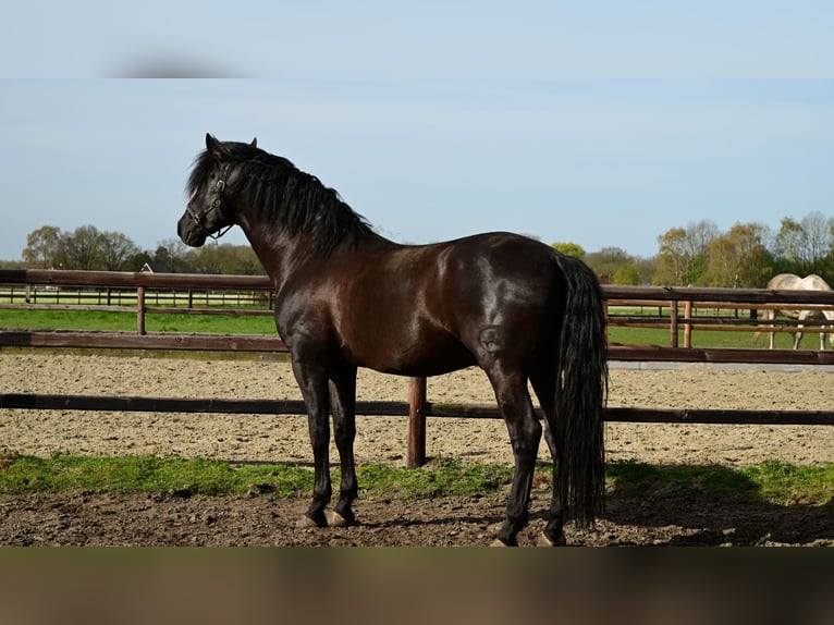 PRE Hengst 6 Jaar 173 cm Zwart in sint michielsgestel