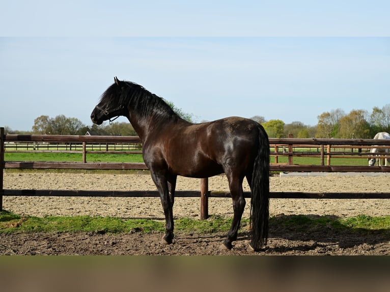 PRE Hengst 6 Jaar 173 cm Zwart in sint michielsgestel