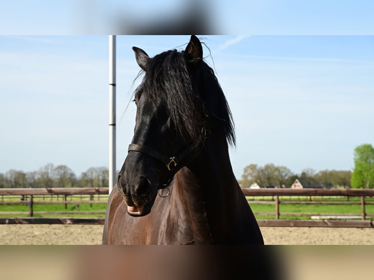 PRE Hengst 6 Jaar 173 cm Zwart in sint michielsgestel