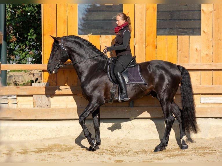PRE Hengst 6 Jaar 173 cm Zwart in Vilshofen