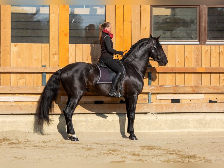 PRE Hengst 6 Jaar 173 cm Zwart in Vilshofen