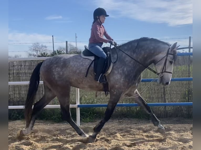 PRE Hengst 6 Jaar 174 cm Schimmel in Fuentes De Andalucia