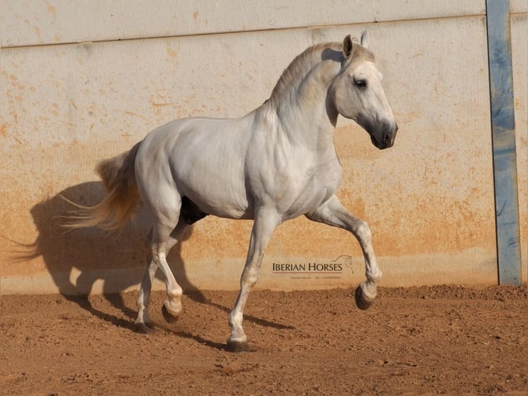 PRE Mix Hengst 6 Jaar 175 cm Schimmel in Navas Del Madro&#xF1;o