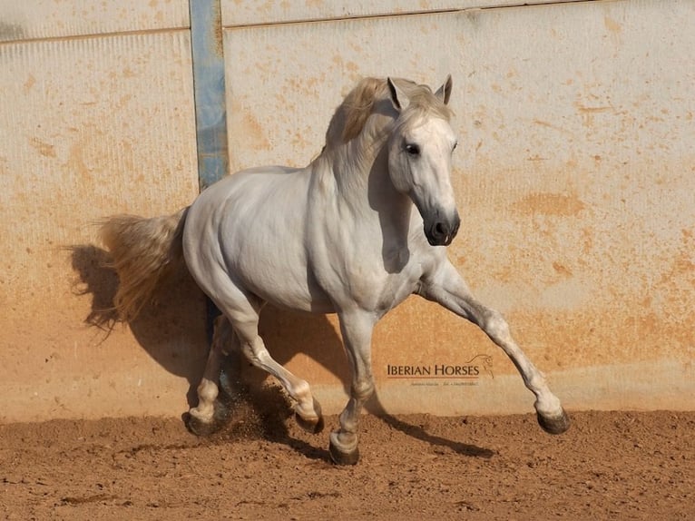 PRE Mix Hengst 6 Jaar 175 cm Schimmel in Navas Del Madro&#xF1;o
