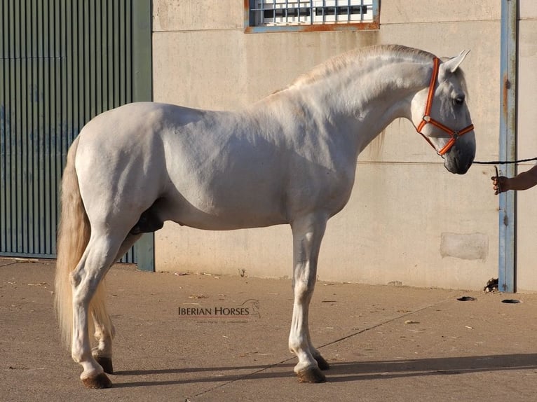 PRE Mix Hengst 6 Jaar 175 cm Schimmel in Navas Del Madro&#xF1;o