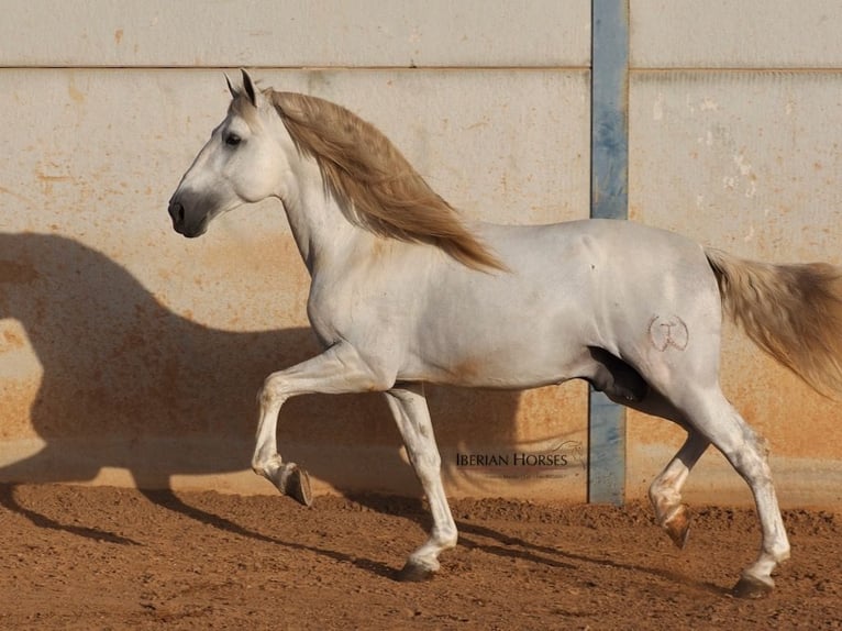 PRE Mix Hengst 6 Jaar 175 cm Schimmel in Navas Del Madro&#xF1;o