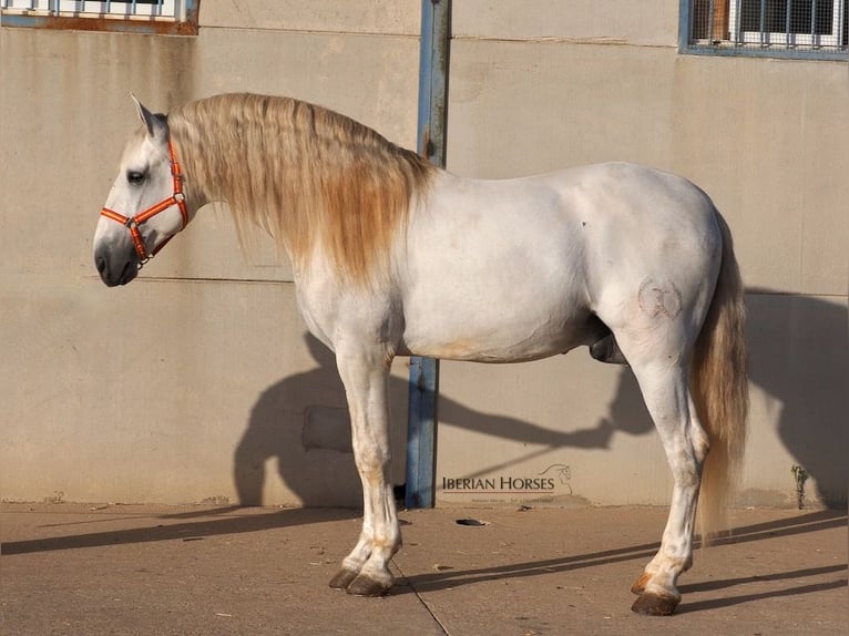 PRE Mix Hengst 6 Jaar 175 cm Schimmel in Navas Del Madro&#xF1;o