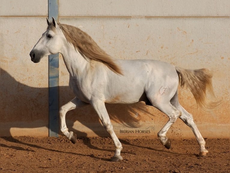 PRE Mix Hengst 6 Jaar 175 cm Schimmel in Navas Del Madro&#xF1;o
