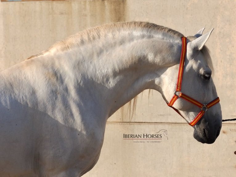 PRE Mix Hengst 6 Jaar 175 cm Schimmel in Navas Del Madro&#xF1;o
