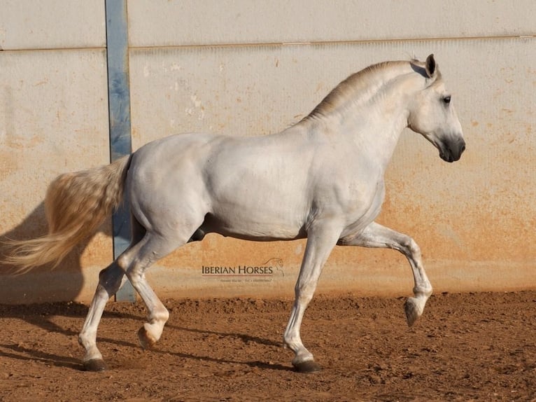 PRE Mix Hengst 6 Jaar 175 cm Schimmel in Navas Del Madro&#xF1;o