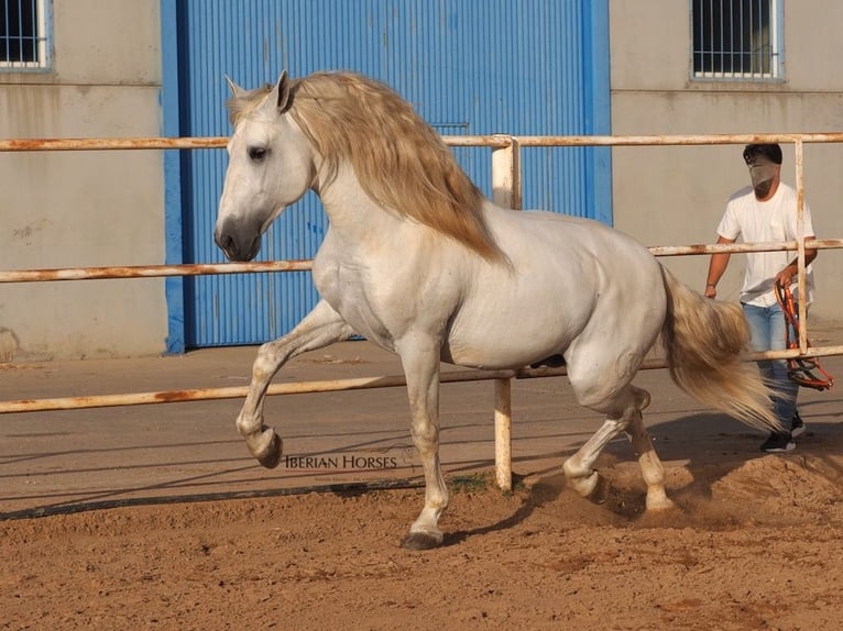 PRE Mix Hengst 6 Jaar 175 cm Schimmel in Navas Del Madro&#xF1;o