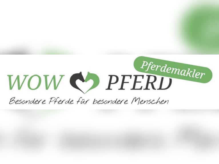 PRE Mix Hengst 6 Jaar 175 cm Zwart in Passau