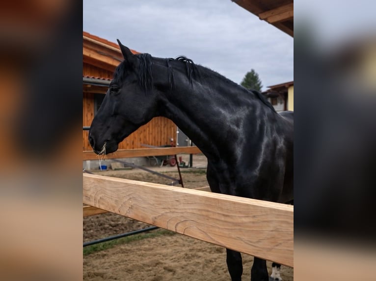 PRE Mix Hengst 6 Jaar 175 cm Zwart in Passau