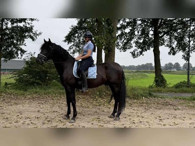PRE Hengst 6 Jaar 175 cm Zwart in Sint michielsgestel