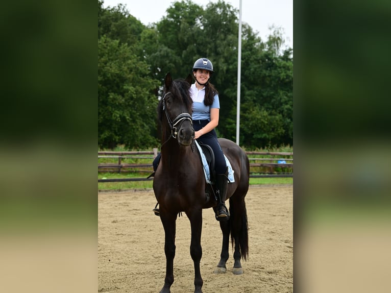 PRE Hengst 6 Jaar 175 cm Zwart in Sint michielsgestel