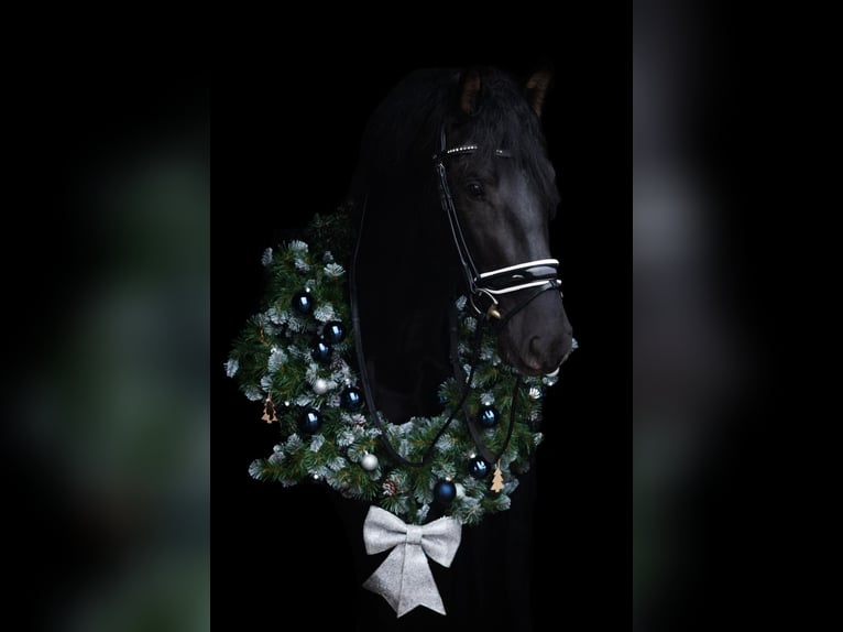 PRE Hengst 6 Jaar 175 cm Zwart in Sint michielsgestel
