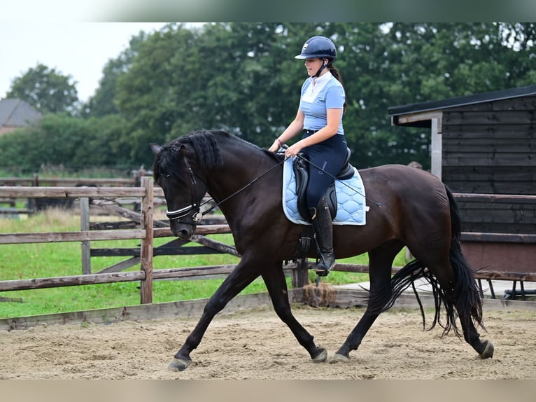 PRE Hengst 6 Jaar 175 cm Zwart in Sint michielsgestel