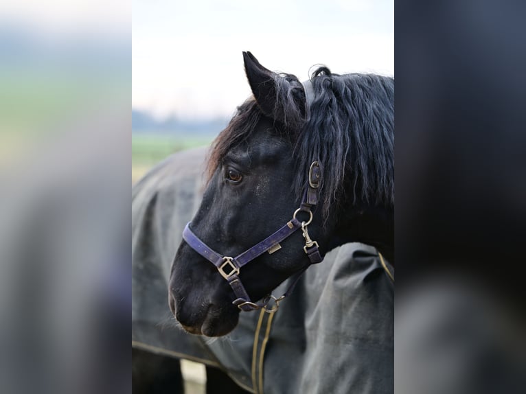 PRE Hengst 6 Jaar 175 cm Zwart in Sint michielsgestel