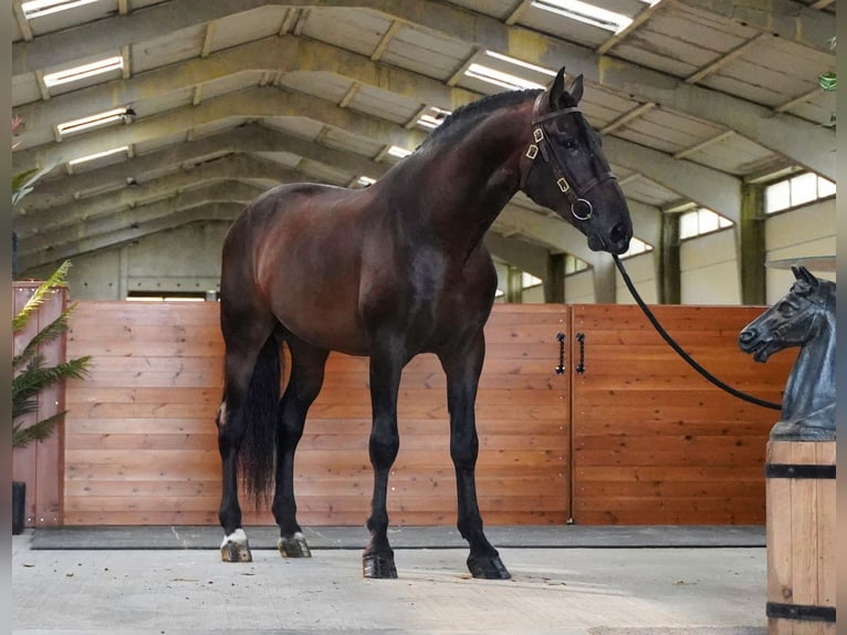 PRE Mix Hengst 6 Jaar 176 cm Donkerbruin in HEUVELLAND