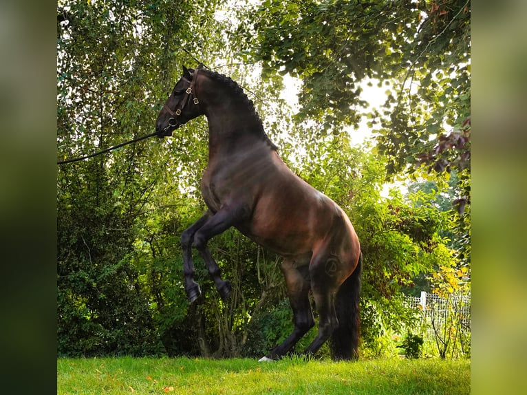 PRE Mix Hengst 6 Jaar 176 cm Donkerbruin in HEUVELLAND