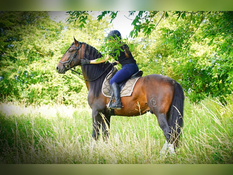 PRE Mix Hengst 6 Jaar 176 cm Donkerbruin in HEUVELLAND