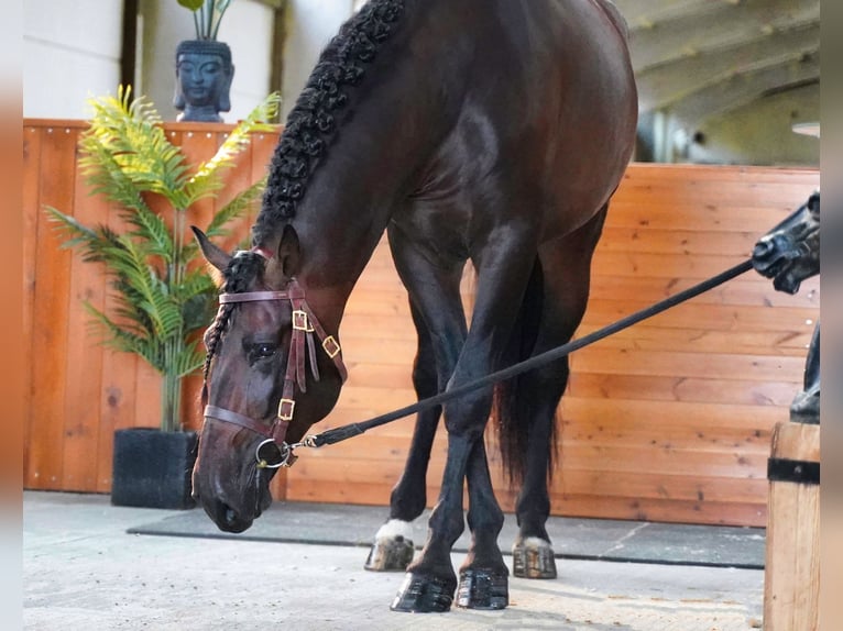 PRE Mix Hengst 6 Jaar 176 cm Donkerbruin in HEUVELLAND