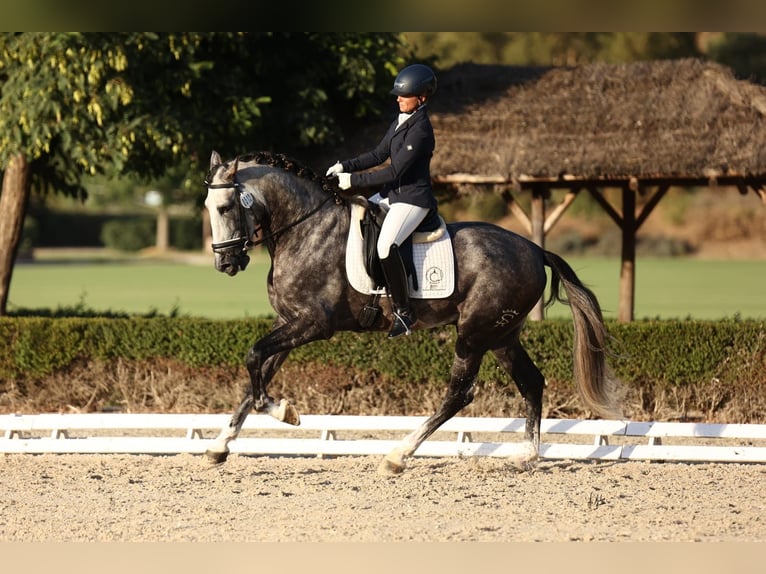 PRE Mix Hengst 6 Jaar 182 cm Schimmel in La Puebla Del Rio