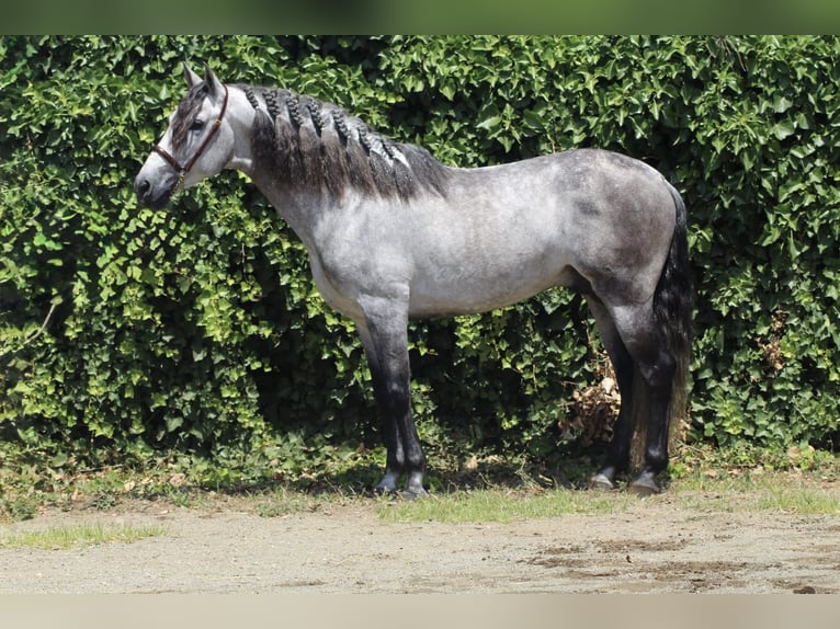 PRE Mix Hengst 6 Jahre 157 cm Apfelschimmel in Gava