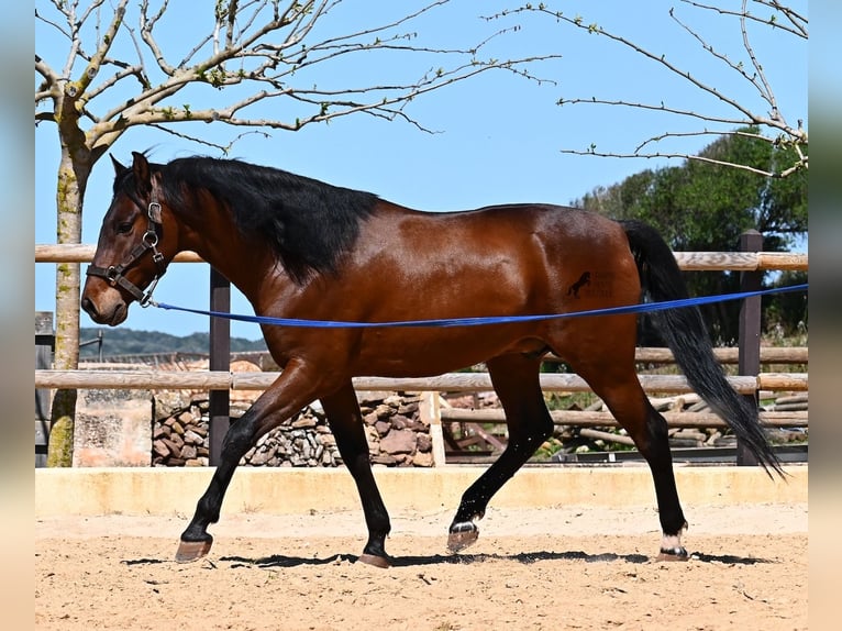 PRE Mix Hengst 6 Jahre 157 cm Brauner in Menorca