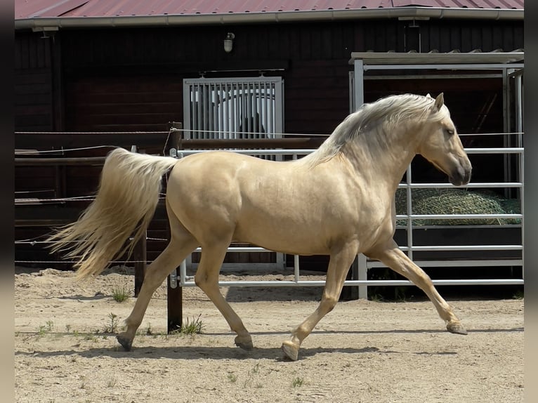 PRE Hengst 6 Jahre 157 cm Palomino in Stahnsdorf