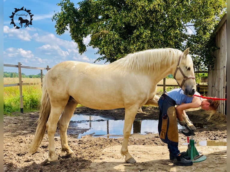 PRE Hengst 6 Jahre 157 cm Palomino in Stahnsdorf