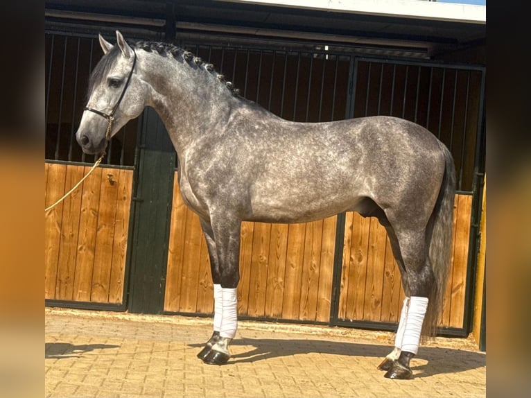 PRE Mix Hengst 6 Jahre 158 cm Apfelschimmel in Martfeld