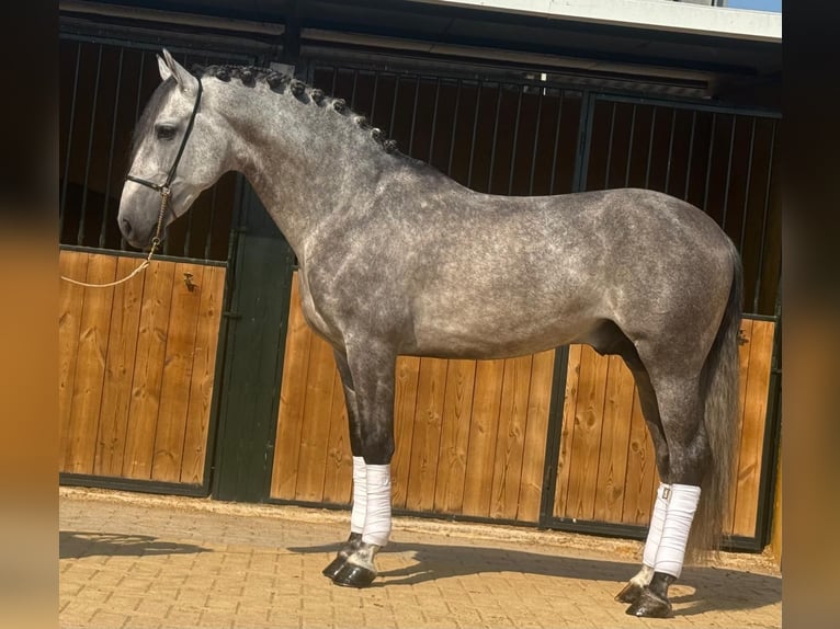 PRE Mix Hengst 6 Jahre 158 cm Apfelschimmel in Martfeld