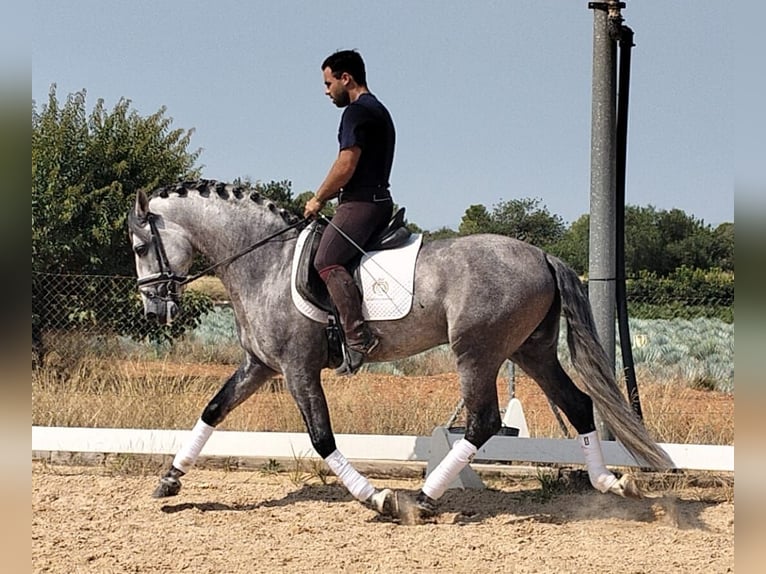 PRE Mix Hengst 6 Jahre 158 cm Apfelschimmel in Martfeld