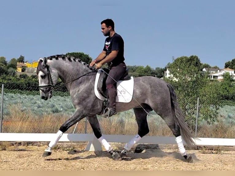 PRE Mix Hengst 6 Jahre 158 cm Apfelschimmel in Martfeld
