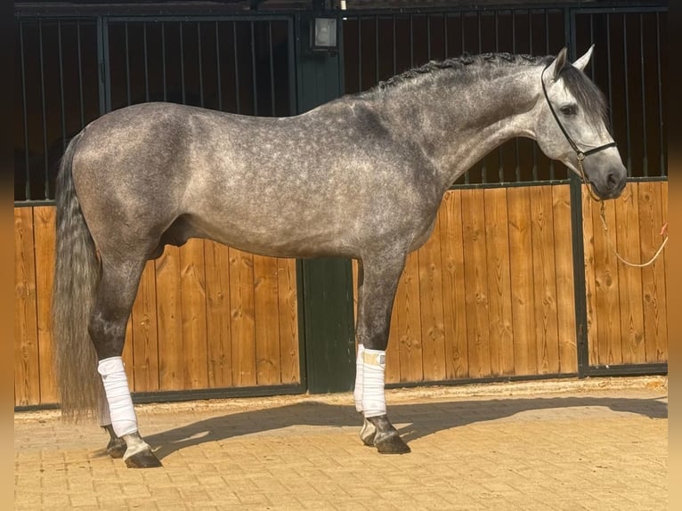 PRE Mix Hengst 6 Jahre 158 cm Apfelschimmel in Martfeld