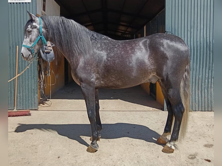 PRE Hengst 6 Jahre 158 cm Apfelschimmel in Caceres