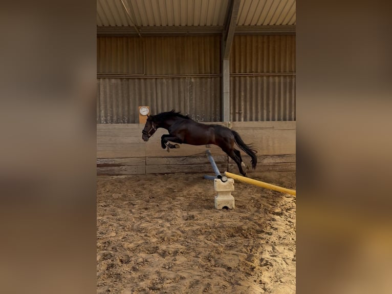 PRE Hengst 6 Jahre 158 cm Brauner in Hilden